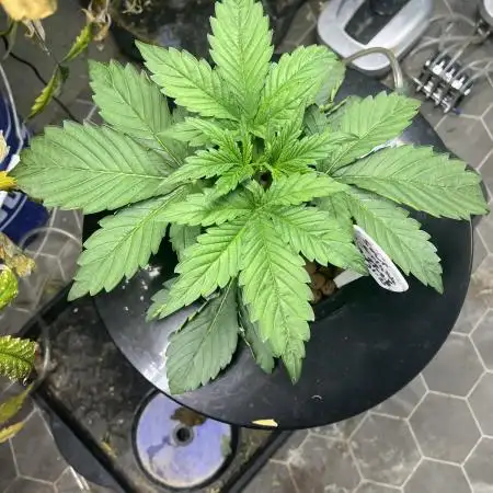 Sour Crinkle - Mephisto