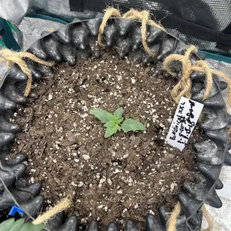 BCN Critical XXL Fem - Seedstockers