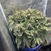 Strawberry Nuggets - Mephisto