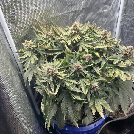 Strawberry Nuggets - Mephisto