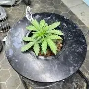 Fairy Cake - Mephisto