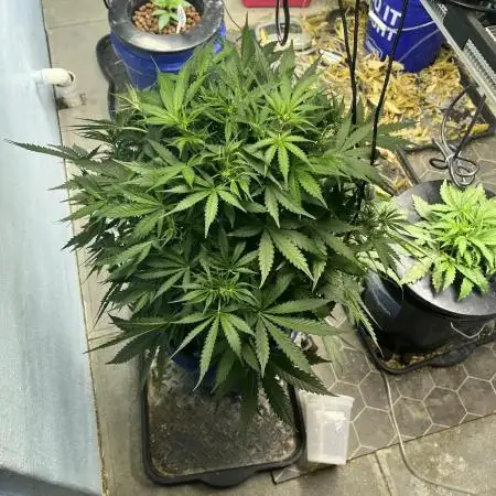Seedstockers Bruce Banner Auto