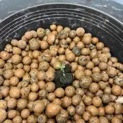 Forum Stomper x Grape Walker Kush - Meph