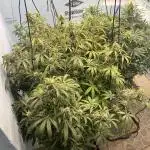 Seedstockers Bruce Banner Auto