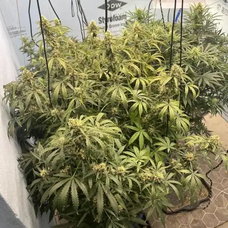 Seedstockers Bruce Banner Auto