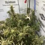 Apollo Black Cherry Auto - Seedstockers