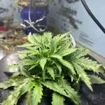 BCN Critical XXL Auto - Seedstockers