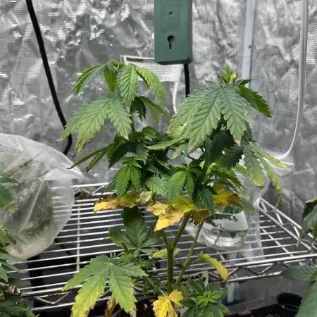 Northern Lights Fem - Seedstockers