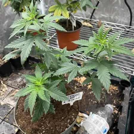 BCN Critical XXL Fem