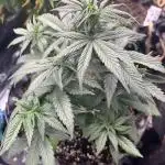 Amnesia Auto Seedstockers