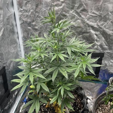 Amnesia Auto Seedstockers