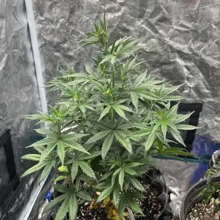 Amnesia Auto Seedstockers