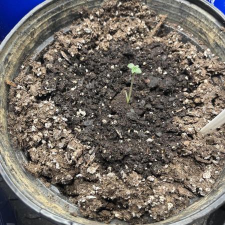 Apollo Black Cherry Photo - Seedstockers