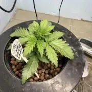 Forum Stomper x Grape Walker Kush - Meph