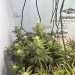 Crème-tasmo Mephisto Genetics
