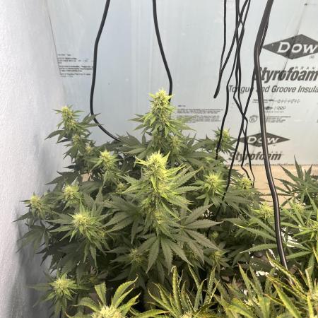 Crème-tasmo Mephisto Genetics