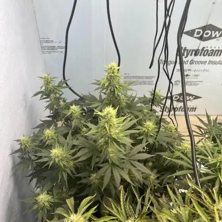 Crème-tasmo Mephisto Genetics