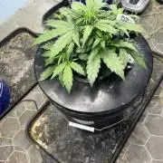 Fairy Cake - Mephisto