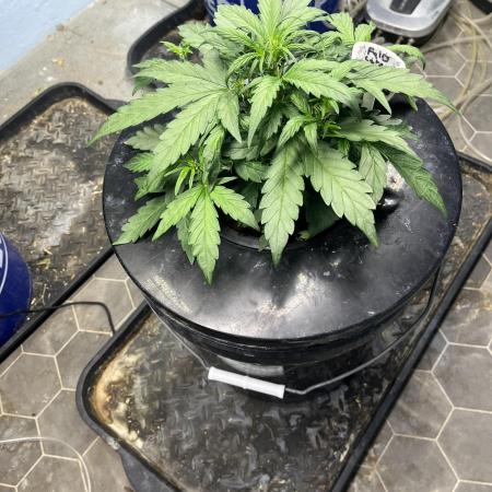 Fairy Cake - Mephisto