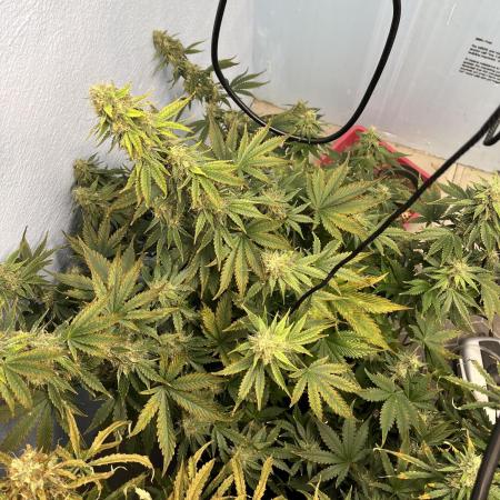 Crème-tasmo Mephisto Genetics