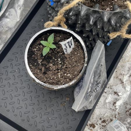Seedstockers Triton Biscotto Lime