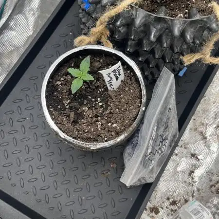 Seedstockers Triton Biscotto Lime