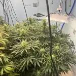 BCN Critical XXL Auto - Seedstockers
