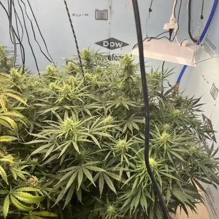 BCN Critical XXL Auto - Seedstockers