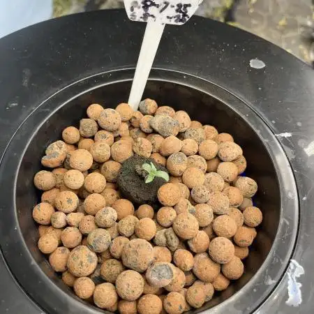 Seedstockers Bruce Banner Auto