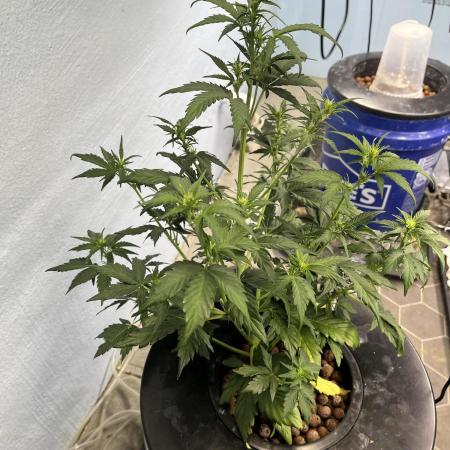 Orange Biscuits - Mephisto Genetics