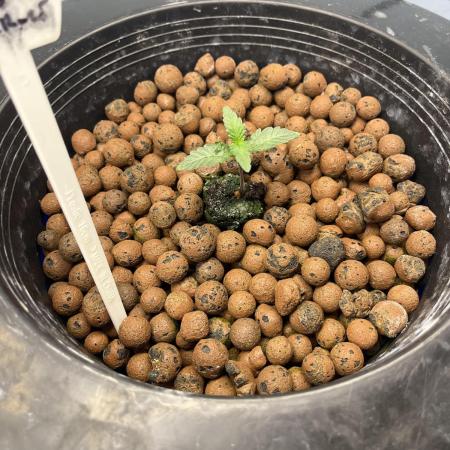 Forum Stomper x Grape Walker Kush - Meph