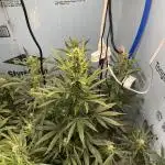 Northern Cheese Haze