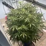Seedstockers Bruce Banner Auto