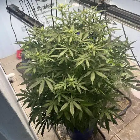 Seedstockers Bruce Banner Auto
