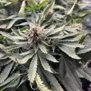 Strawberry Nuggets - Mephisto