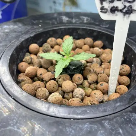 BCN Critical XXL Auto - Seedstockers