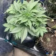 Strawberry Nuggets - Mephisto