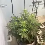 Crème-tasmo Mephisto Genetics