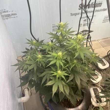 Crème-tasmo Mephisto Genetics