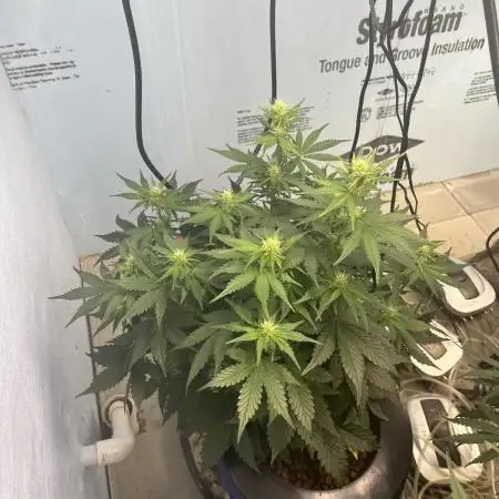 Crème-tasmo Mephisto Genetics