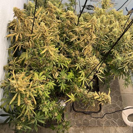 Seedstockers Bruce Banner Auto