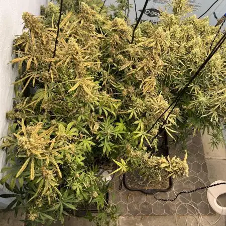 Seedstockers Bruce Banner Auto