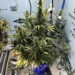 Northern Cheese Haze