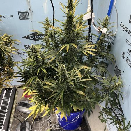 Northern Cheese Haze