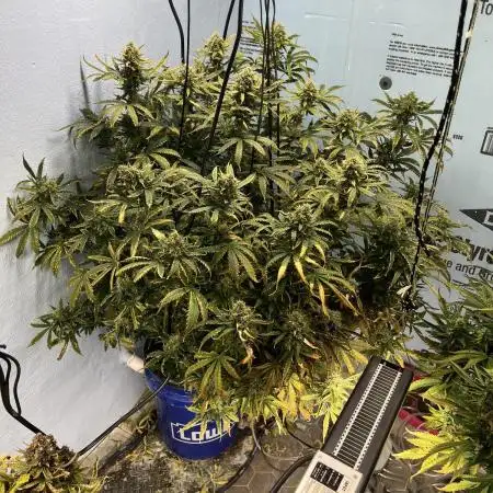 Seedstockers - Gelato 41 Auto