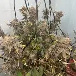 Bigfoot Baked Alaska - Mephisto