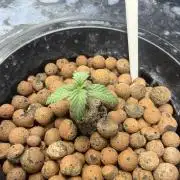 Fairy Cake - Mephisto