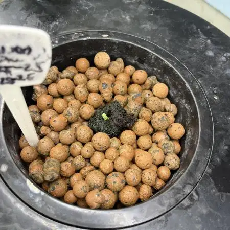 BCN Critical CDL Auto - Seedstockers