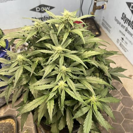 Fairy Cake - Mephisto