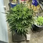 Seedstockers Bruce Banner Auto